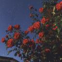 star-spangledstud avatar