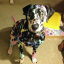 starawesome13 avatar