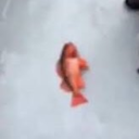 starbursttide avatar