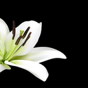 starchildlazaro avatar