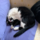 stardust-gazing avatar