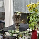 stardust-sketchbook avatar