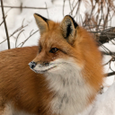 stardust-solstice avatar