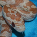 stardust-the-snek avatar