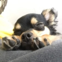 stardustsatellite avatar