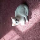 starfallsofmultifandoms avatar