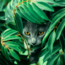 starfallwarriors avatar