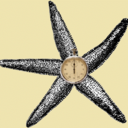 starfishandstopwatches avatar