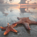 starfishwarrior avatar