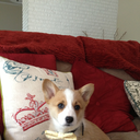 starfox-the-corgi avatar