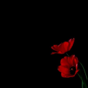 starfrostlukah avatar