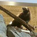 starfruithoney avatar