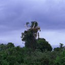 stargazer-kea avatar