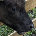 stargazersaprentice avatar