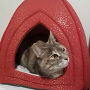 stargazinglyssa avatar