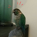 stargazingspirit avatar