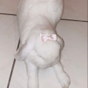 stargirlsully avatar