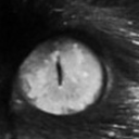 staringblackcat avatar