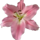starkissedangel avatar