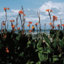 starlead-blog avatar