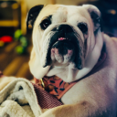 starless-oblivion avatar