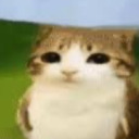 starlight-ace avatar