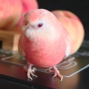 starlight-and-snowflakes avatar