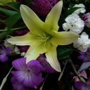 starlight-jazz avatar