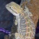 starlight-reptiles avatar