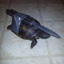 starlight-starnight avatar