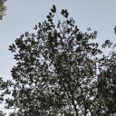 starlightandmoonshine avatar