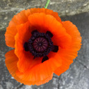 starlightandsunshine avatar