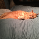 starlightplantstudies avatar