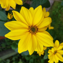 starlightshining avatar