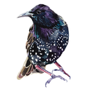 starling126 avatar