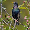 starlingdarlingscalling avatar