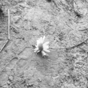 starlit-goddess avatar