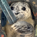 starlit-selkie avatar