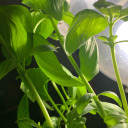 starlit-squids avatar