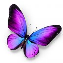 starlitesymphony avatar