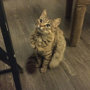 starlitmoondrop avatar