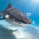 starlovesharks avatar