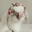 starman-goblinking-davidbowie avatar