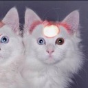 starmanbutitsregulusblackk avatar