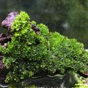 starmoss-starmoss avatar