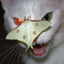 starpointedscar avatar