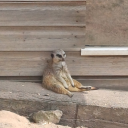 starrdustkitten avatar