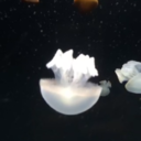 starrific-nonbinary avatar