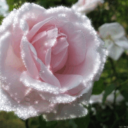 starrisamazin avatar