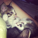 starrsinheaven avatar